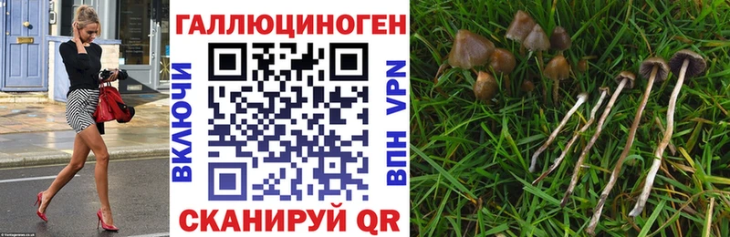 omg ТОР  Оренбург  Псилоцибиновые грибы мицелий 